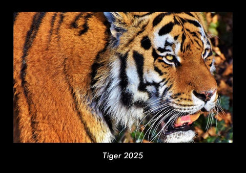 Tiger 2025 Fotokalender DIN A3