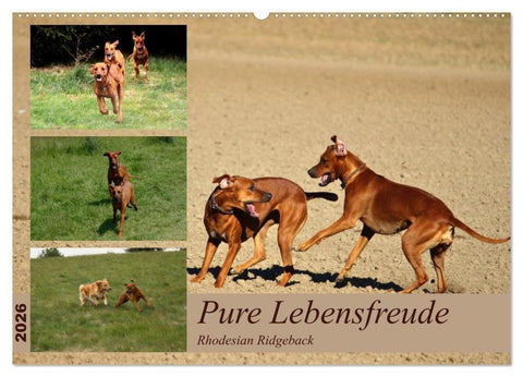 Rhodesian Ridgeback, Pure Lebensfreude (Wandkalender 2026 DIN A2 quer), CALVENDO Monatskalender
