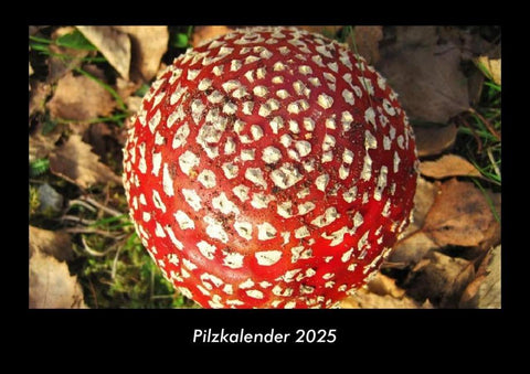 Pilzkalender 2025 Fotokalender DIN A3
