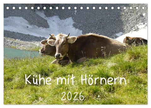 Kühe mit Hörnern (Tischkalender 2026 DIN A5 quer), CALVENDO Monatskalender