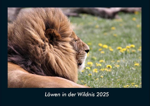 Löwen in der Wildnis 2025 Fotokalender DIN A4