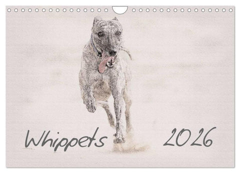 Whippet 2026 (Wandkalender 2026 DIN A4 quer), CALVENDO Monatskalender