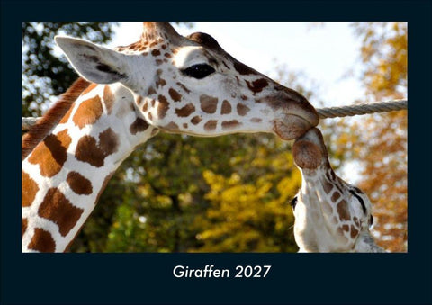 Giraffen 2027 Fotokalender DIN A4