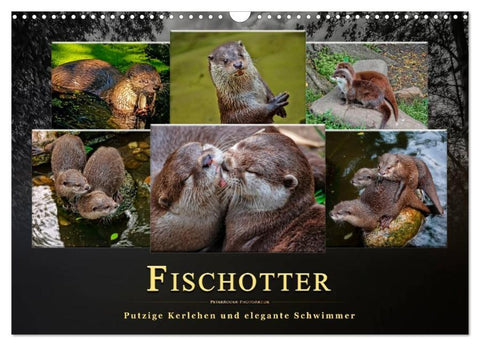 Fischotter - putzige Kerlchen und elegante Schwimmer (Wandkalender 2026 DIN A3 quer), CALVENDO Monatskalender