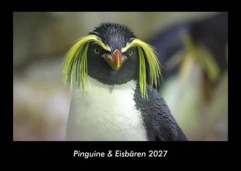 Pinguine & Eisbären 2027 Fotokalender DIN A3