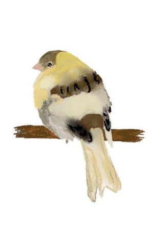 Canary