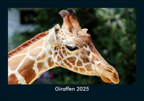Giraffen 2025 Fotokalender DIN A5