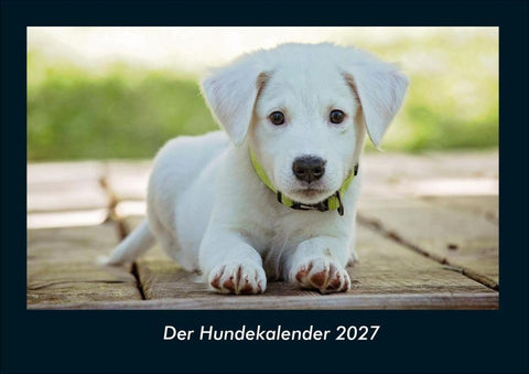 Der Hundekalender 2027 Fotokalender DIN A4