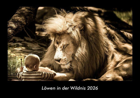Löwen in der Wildnis 2026 Fotokalender DIN A3