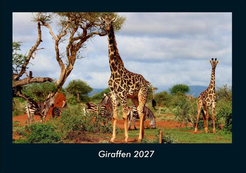 Giraffen 2027 Fotokalender DIN A4