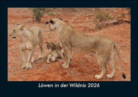 Löwen in der Wildnis 2026 Fotokalender DIN A5