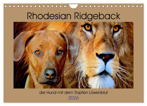 Rhodesian Ridgeback der Hund mit dem Tropfen Löwenblut (Wandkalender 2026 DIN A4 quer), CALVENDO Monatskalender