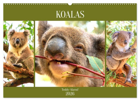 Koalas. Teddy-Alarm! (Wandkalender 2026 DIN A2 quer), CALVENDO Monatskalender