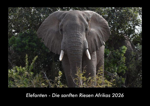 Elefanten - Die sanften Riesen Afrikas 2026 Fotokalender DIN A3