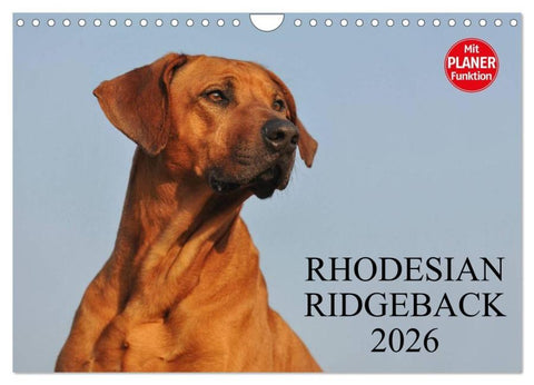 Rhodesian Ridgeback 2026 (Wandkalender 2026 DIN A4 quer), CALVENDO Monatskalender