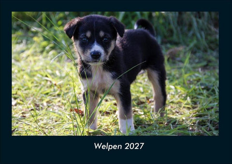 Welpen 2027 Fotokalender DIN A4