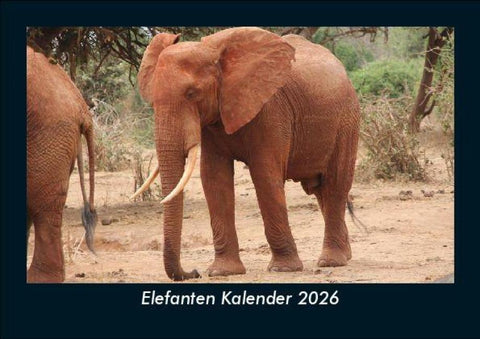Elefanten Kalender 2026 Fotokalender DIN A5
