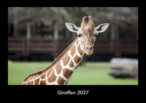 Giraffen 2027 Fotokalender DIN A3