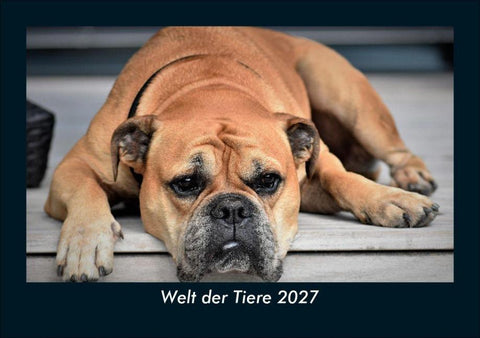 Welt der Tiere 2027 Fotokalender DIN A5