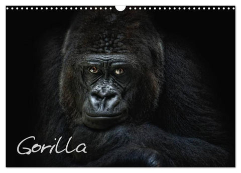Gorilla (Wandkalender 2026 DIN A3 quer), CALVENDO Monatskalender