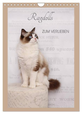 Ragdolls zum Verlieben (Wandkalender 2026 DIN A4 hoch), CALVENDO Monatskalender