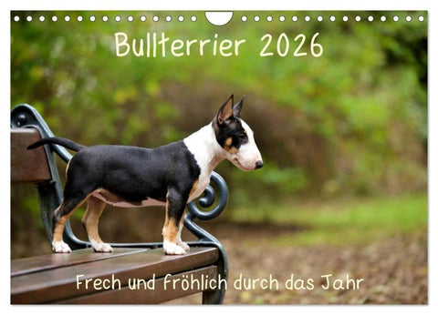 Bullterrier 2026 Frech und fröhlich durch das Jahr (Wandkalender 2026 DIN A4 quer), CALVENDO Monatskalender