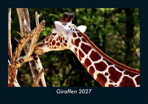 Giraffen 2027 Fotokalender DIN A5