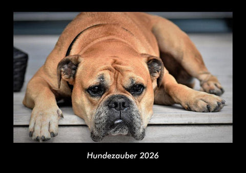 Hundezauber 2026 Fotokalender DIN A3