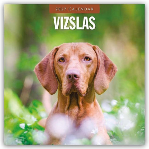 Vizslas – Magyar Vizsla – Kurzhaariger Ungarischer Vorstehhund 2027 – 16-Monatskalender