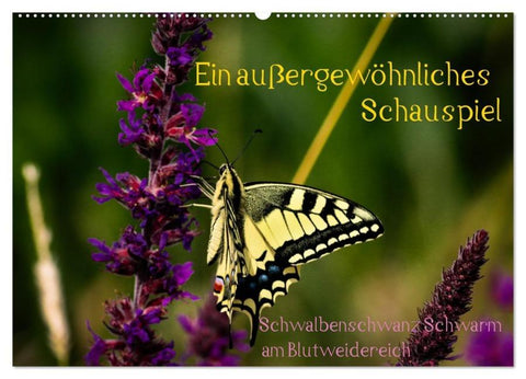 Ein außergewöhnliches Schauspiel (Wandkalender 2026 DIN A2 quer), CALVENDO Monatskalender