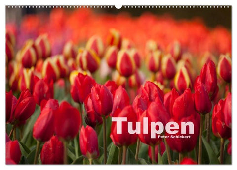 Tulpen (Wandkalender 2026 DIN A2 quer), CALVENDO Monatskalender