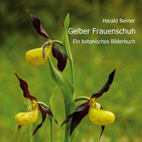 Gelber Frauenschuh