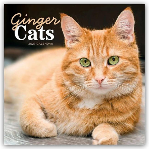 Ginger Cats – Rothaarige Katzen 2027 – Wand-Kalender