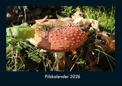 Pilzkalender 2026 Fotokalender DIN A4