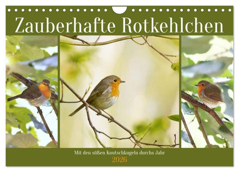 Zauberhafte Rotkehlchen (Wandkalender 2026 DIN A4 quer), CALVENDO Monatskalender