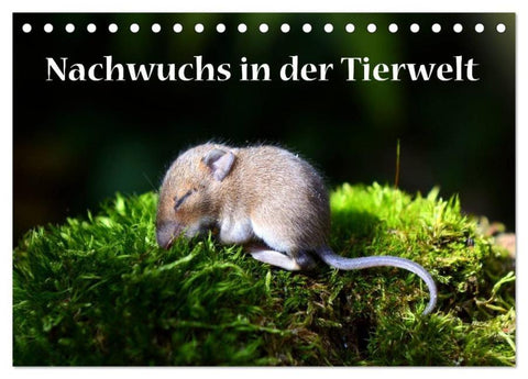 Nachwuchs in der Tierwelt (Tischkalender 2026 DIN A5 quer), CALVENDO Monatskalender
