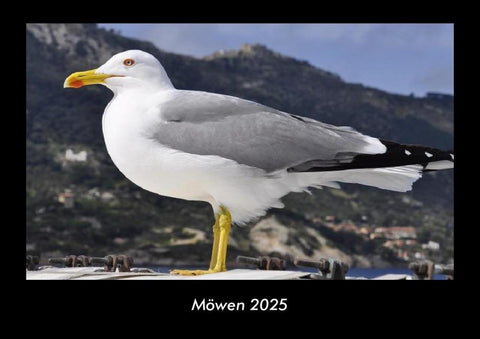 Möwen 2025 Fotokalender DIN A3