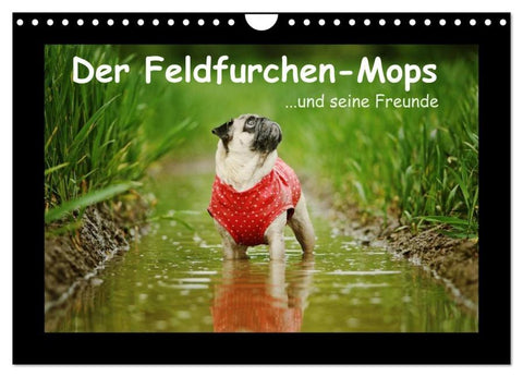 Der Feldfurchen-Mops (Wandkalender 2026 DIN A4 quer), CALVENDO Monatskalender