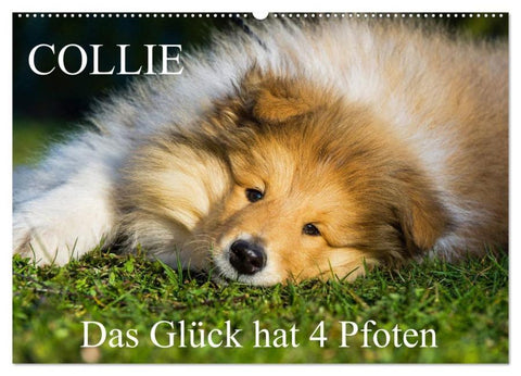 Collie - Das Glück hat 4 Pfoten (Wandkalender 2026 DIN A2 quer), CALVENDO Monatskalender