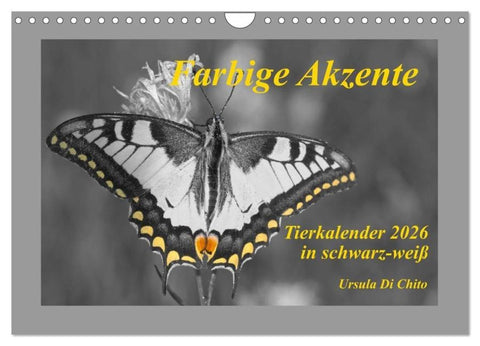 Farbige Akzente - Tierkalender 2026 in schwarz-weiß (Wandkalender 2026 DIN A4 quer), CALVENDO Monatskalender