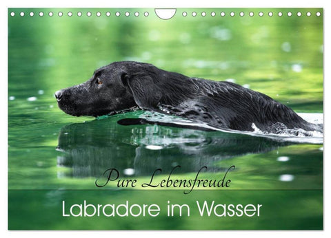Labradore im Wasser (Wandkalender 2026 DIN A4 quer), CALVENDO Monatskalender