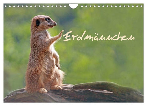 Erdmännchen (Wandkalender 2026 DIN A4 quer), CALVENDO Monatskalender