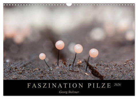 FASZINATION PILZE 2026 (Wandkalender 2026 DIN A3 quer), CALVENDO Monatskalender