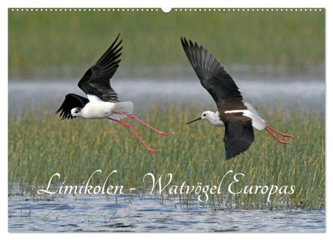 Limikolen - Watvögel Europas (Wandkalender 2026 DIN A2 quer), CALVENDO Monatskalender
