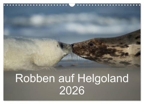 Robben auf Helgoland 2026 (Wandkalender 2026 DIN A3 quer), CALVENDO Monatskalender