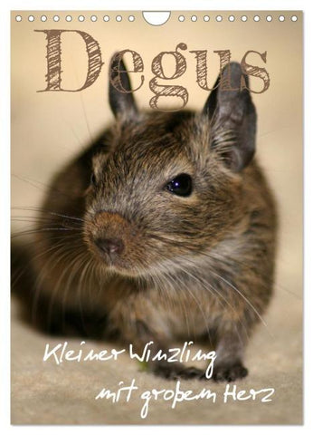 Degus - Winzlinge mit großem Herz (Wandkalender 2026 DIN A4 hoch), CALVENDO Monatskalender