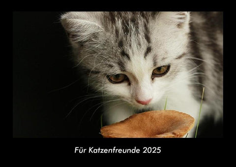 Für Katzenfreunde 2025 Fotokalender DIN A3