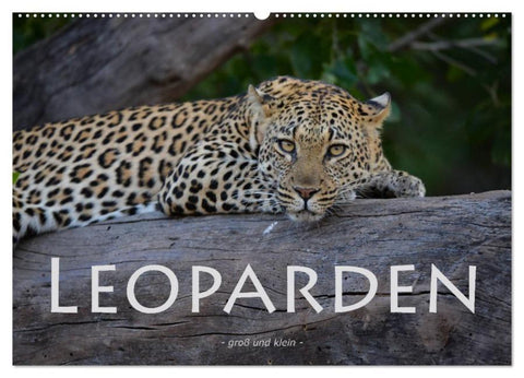 Leoparden - groß und klein (Wandkalender 2026 DIN A2 quer), CALVENDO Monatskalender