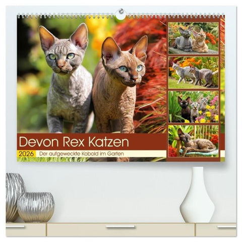 Devon Rex Katzen. Der aufgeweckte Kobold im Garten (hochwertiger Premium Wandkalender 2026 DIN A2 quer), Kunstdruck in Hochglanz