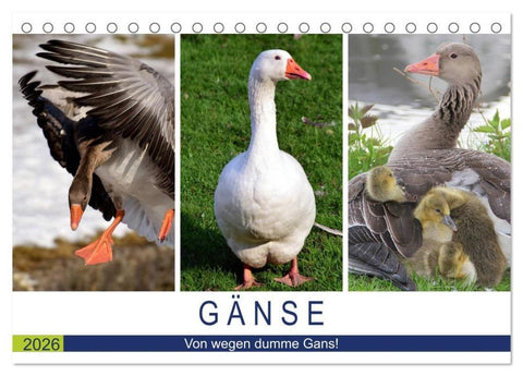 Gänse. Von wegen dumme Gans! (Tischkalender 2026 DIN A5 quer), CALVENDO Monatskalender